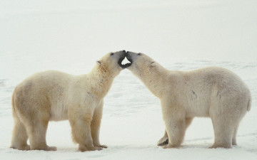 Картинка животные медведи снег полярные белые