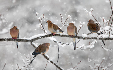 Картинка животные птицы снег ветка