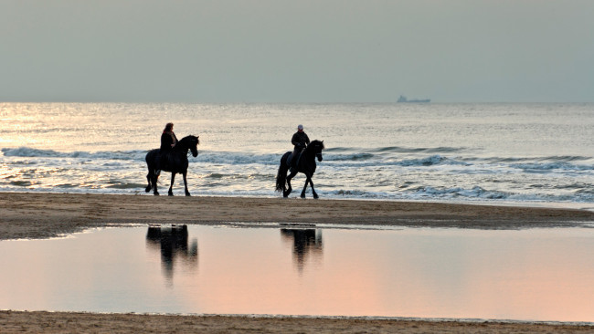 Обои картинки фото животные, лошади, пара, всадники, прогулка, море, берег