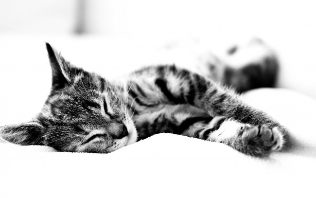 Обои картинки фото животные, коты, полосатый, котенок, отдых, сон, черно-белый