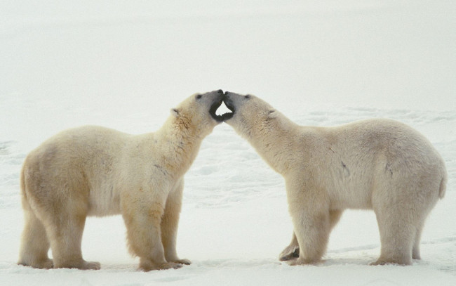 Обои картинки фото животные, медведи, снег, полярные, белые