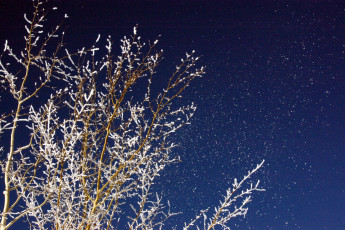 Картинка природа деревья снег ветки иней