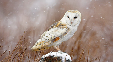 Картинка животные совы сипуха птица снег зима пень трава