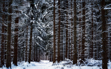 Картинка природа лес деревья зима