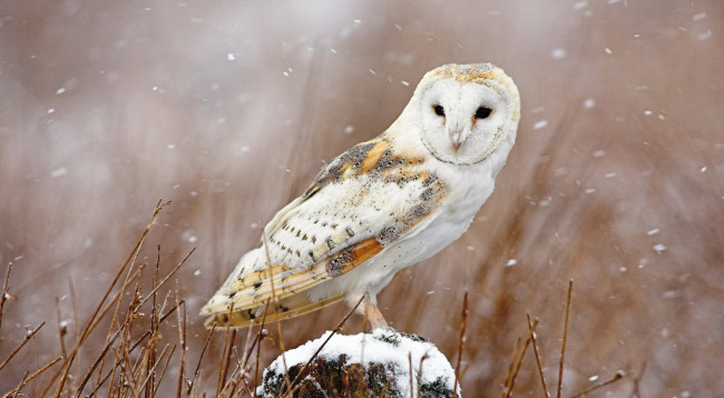 Обои картинки фото животные, совы, сипуха, птица, снег, зима, пень, трава