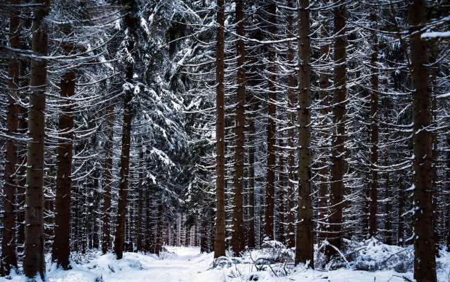 Обои картинки фото природа, лес, деревья, зима