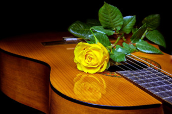 обоя музыка, -музыкальные инструменты, гитара, роза