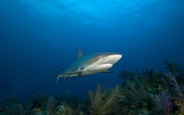 Картинка животные акулы море акула вода