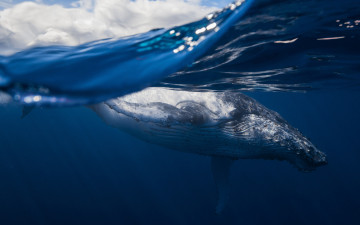 Картинка животные киты +кашалоты облака кит море
