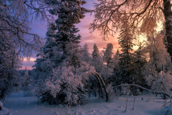 Картинка природа лес снег ёлки