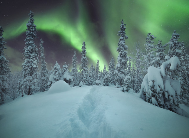 Обои картинки фото природа, северное сияние, зима, сияние, деревья, снег, небо, лес