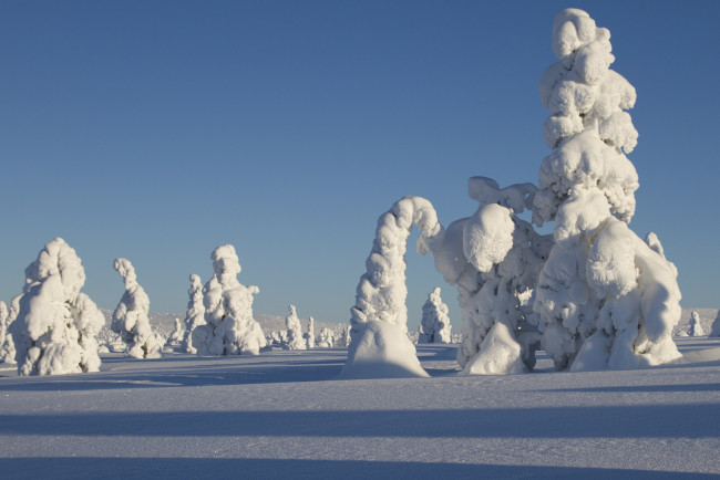 Обои картинки фото природа, зима, финляндия, лапландия, пейзаж, снег, деревья, ели, тени