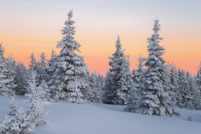 Обои картинки фото природа, зима, пейзаж, лес, снег, деревья, ели, закат