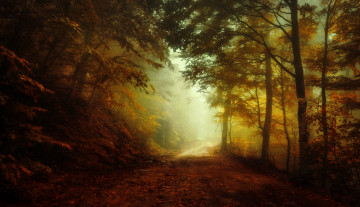 Картинка природа дороги деревья туман осень пейзаж лес осенняя пора
