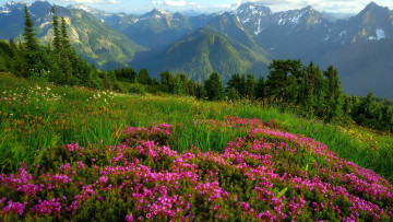 Картинка природа луга горы луг трава цветы лето