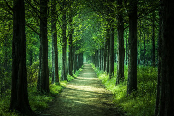 обоя природа, лес, зелень, деревья, парк, дорожка