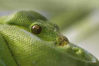 Картинка животные змеи +питоны +кобры удав змея зеленый глаза