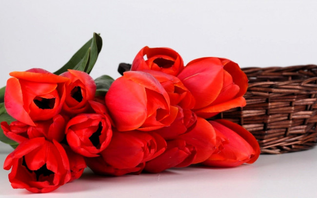Обои картинки фото цветы, тюльпаны, красные, корзина