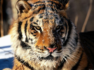 Картинка сибирский тигр животные тигры