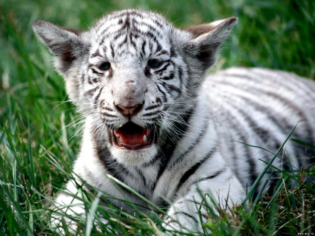 Обои картинки фото белый, малыш, животные, тигры