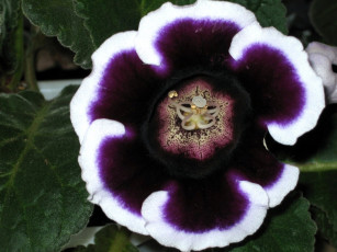 Картинка цветы глоксиния синнингия фиолетовый кайма бархат