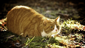 Картинка животные коты котик рыжик толстяк трава