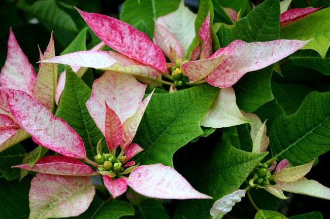 Обои картинки фото цветы, пуансеттия, зеленый, розовый, листья