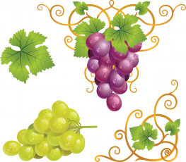 обоя векторная графика, еда, листья, виноград, лоза