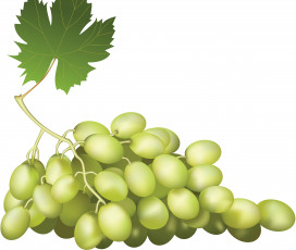 обоя векторная графика, еда, виноград, листья, лоза