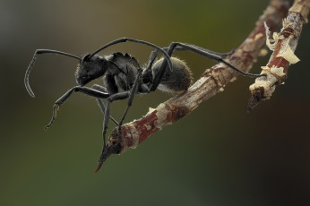 Картинка животные насекомые фон усики муравей ветка макро
