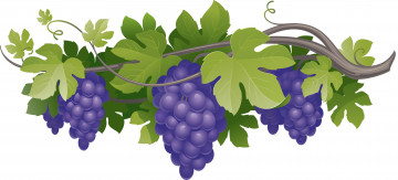 Картинка векторная+графика еда лоза виноград листья