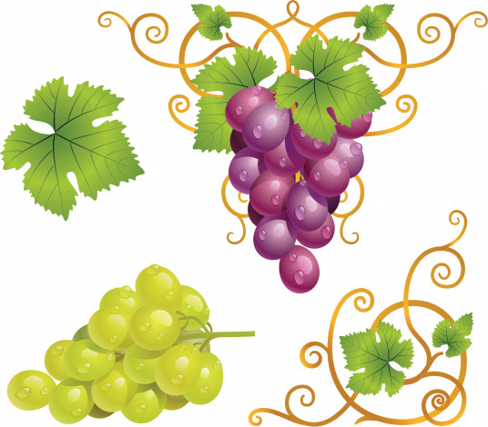 Обои картинки фото векторная графика, еда, листья, виноград, лоза