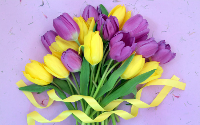 Обои картинки фото цветы, тюльпаны, сиреневый, желтый