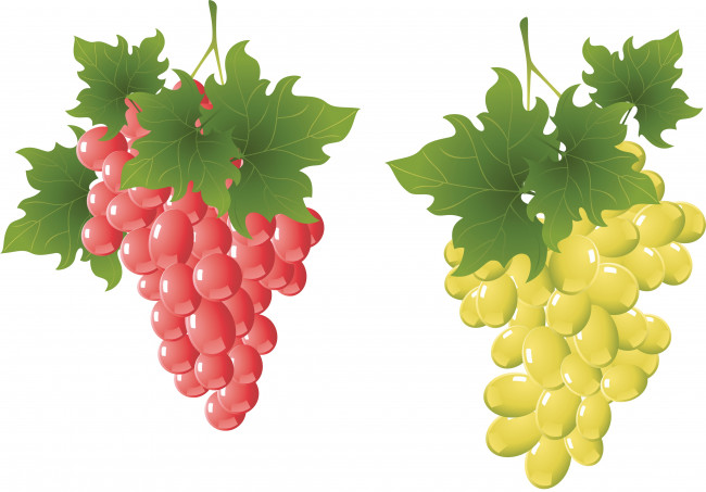 Обои картинки фото векторная графика, еда, лоза, виноград, листья