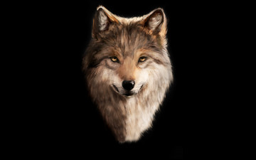 Картинка волк рисованное животные +волки голова черный фон wolf
