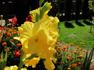 Картинка цветы гладиолусы желтый