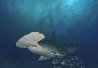 Картинка животные акулы shark море вода глубина подводный акула рыба хищник океан пасть зубы обитатели опасность