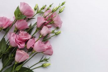 Картинка цветы эустома розовый