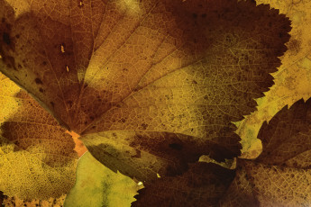 Картинка природа листья martin dollenkamp