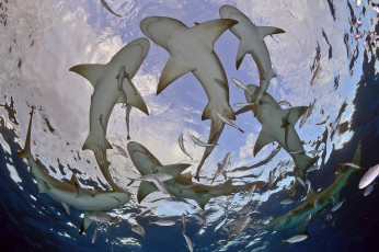 Картинка животные акулы опасность пасть shark акула рыба хищник океан море вода глубина подводный обитатели зубы