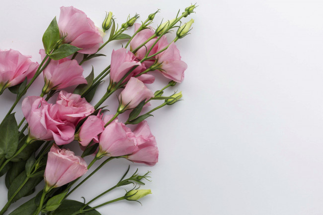 Обои картинки фото цветы, эустома, розовый