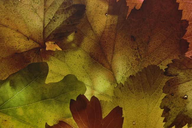Обои картинки фото природа, листья, martin, dollenkamp