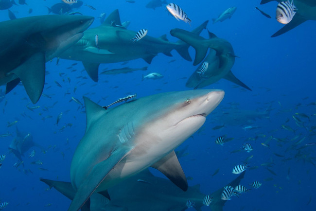 Обои картинки фото животные, акулы, рыба, хищник, глубина, океан, море, вода, пасть, зубы, опасность, обитатели, подводный, акула, shark