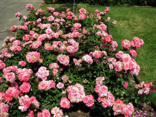 Картинка цветы розы розовые клумба