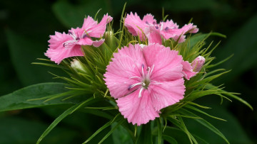 Картинка цветы гвоздики розовая гвоздика макро
