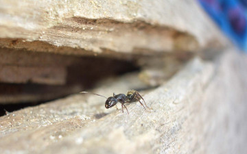 Картинка животные насекомые муравей скала