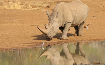 Картинка животные носороги носорог озеро птицы