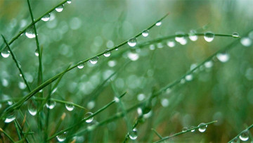 Картинка природа макро трава капли дождь
