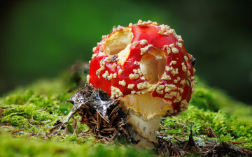 Картинка природа грибы +мухомор мох мухомор одиночка
