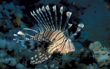 Картинка животные рыбы рыба шипы море кораллы
